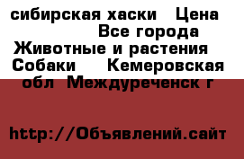 l: сибирская хаски › Цена ­ 10 000 - Все города Животные и растения » Собаки   . Кемеровская обл.,Междуреченск г.